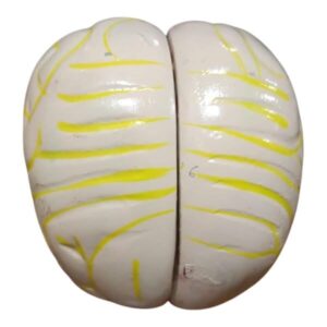 Human Brain Artificial Model 2 in stock