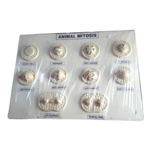 Animal Mitosis Model On Board