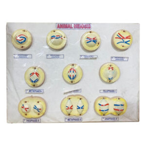 Animal Meiosis Model for Education
