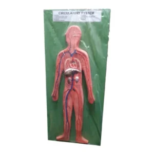 Human Circulatory System Model
