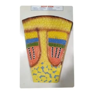 Dicot Stem Model on Board