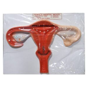 Female Genital Model for Anatomical Education