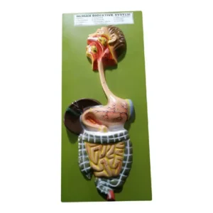 Human Digestive System Model Human Digestive System Model