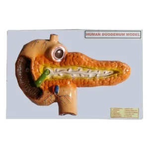 Human Duodenum Model on Board