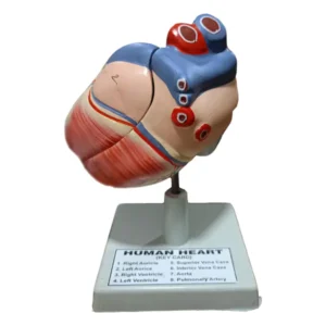 Human Heart Model