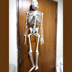 Human Skeleton 5 Feet Indian Plastic Skeleton