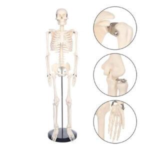 Human Skeleton 85CM PVC Skeleton