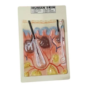 Human Skin Model on Board