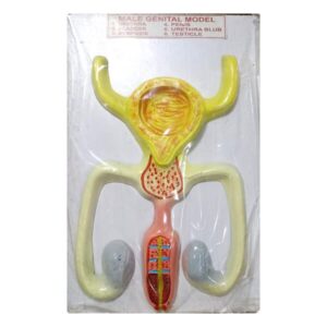 Male Genital Model for Education