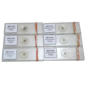 Meiosis Permanent Slide 1 Set