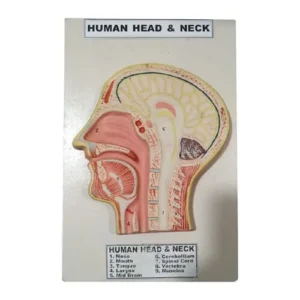 Model of Human Head and Neck