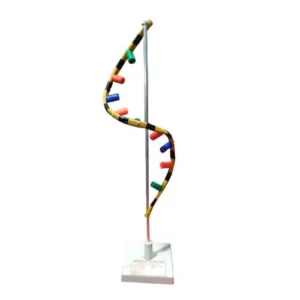 RNA Model on Stand-Standard Size