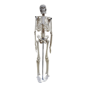 Small Human Skeleton 42cm China